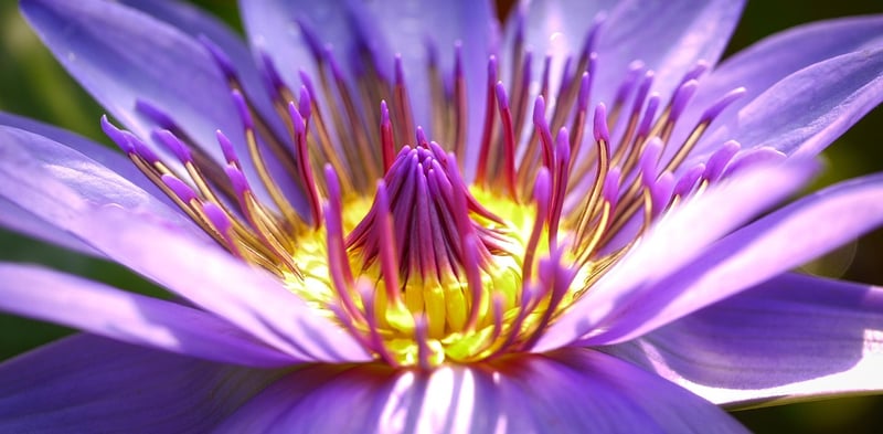 Exotic Blooms