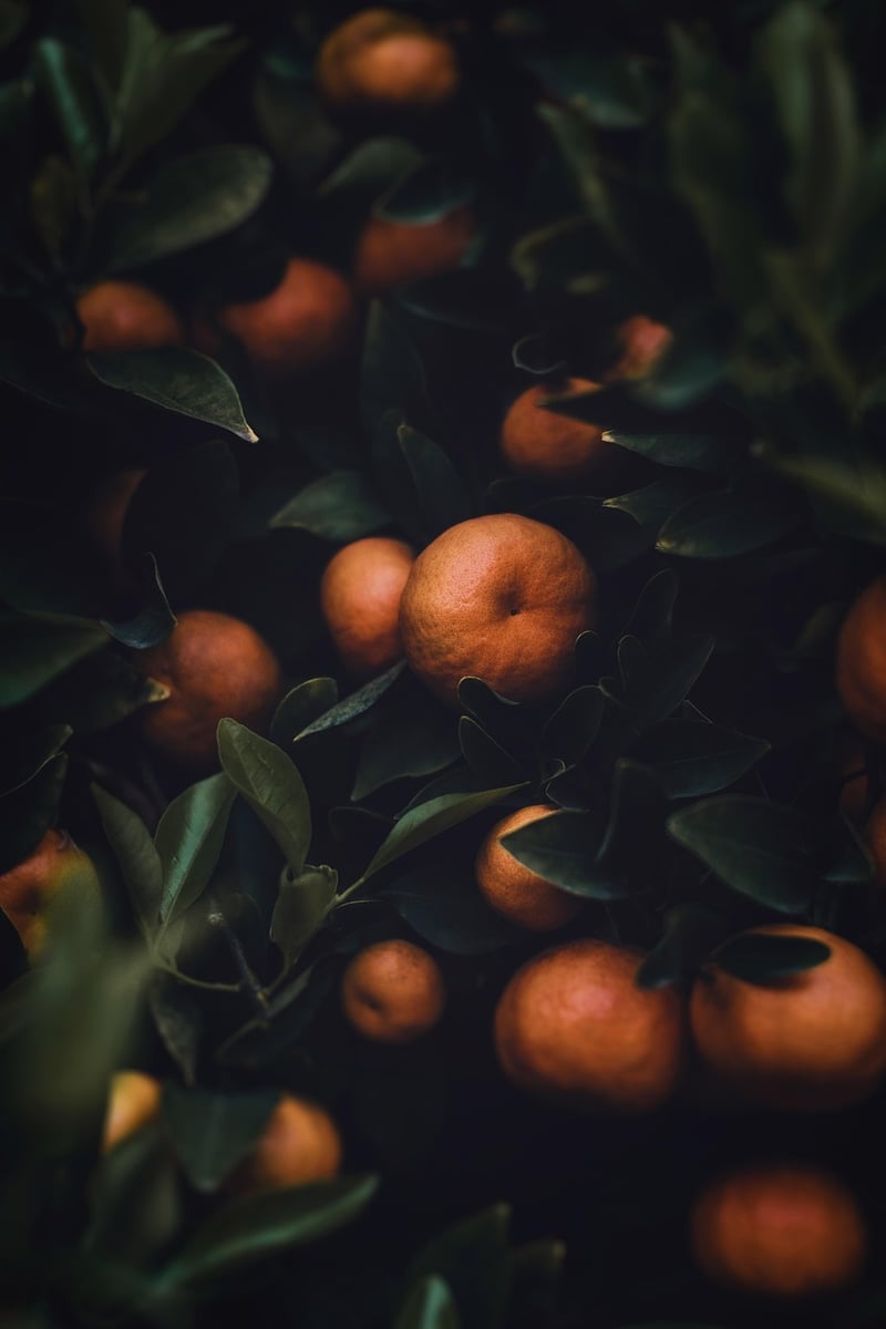Fruitful Bounty